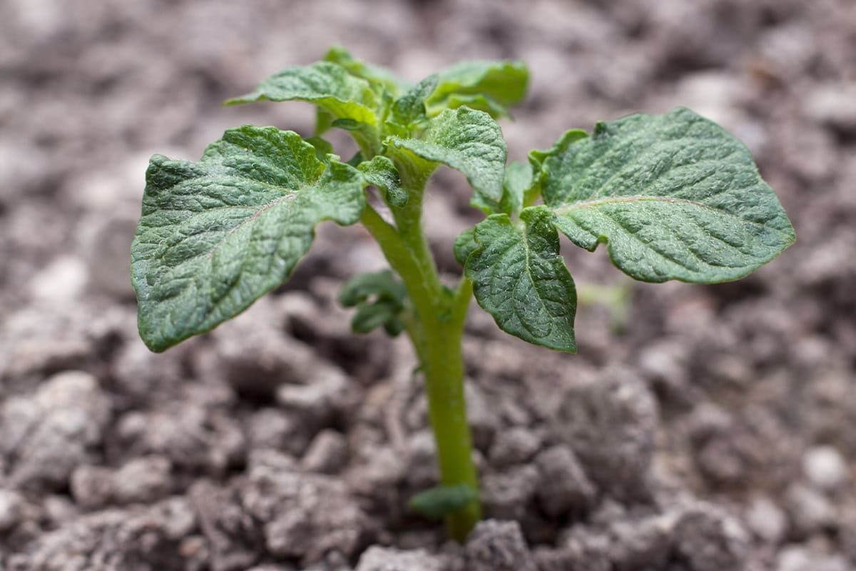 Jonge aardappelplant.