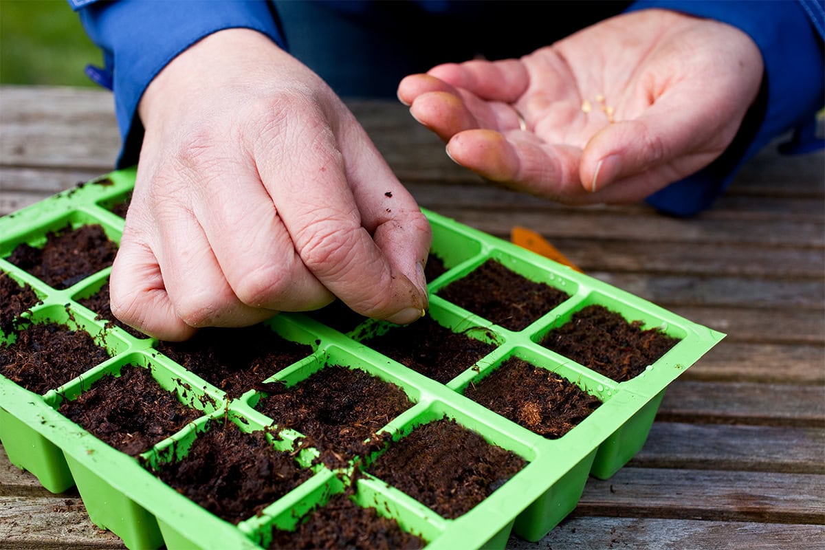 Twee handen zaaien amarantzaadjes in zaaimodules.