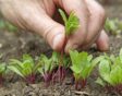 Iemand dunt bieten zaailingen uit in de moestuin.