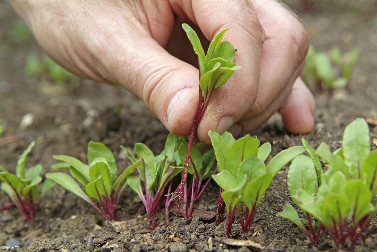 Iemand dunt bieten zaailingen uit in de moestuin.