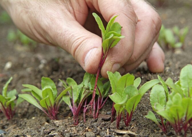 Iemand dunt bieten zaailingen uit in de moestuin.