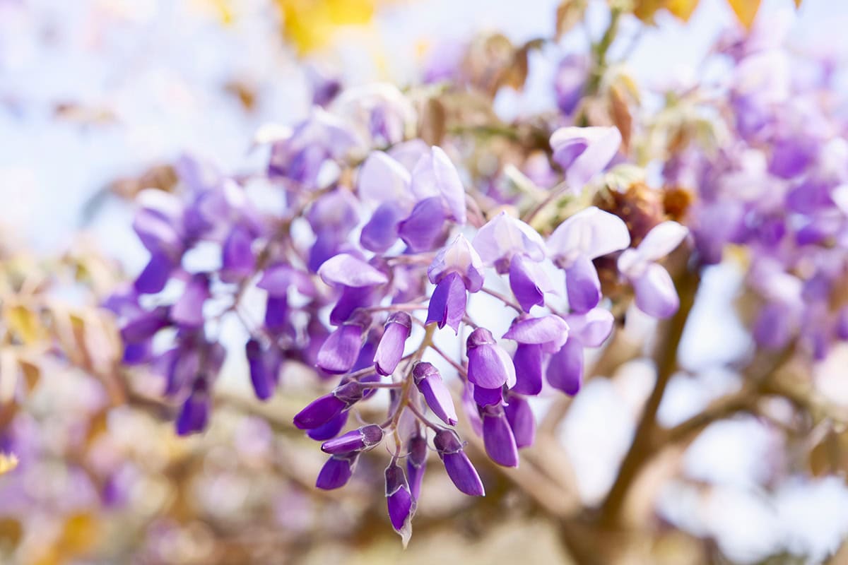 Vlinderbloemen aan kale takken met wittige lila bloemen