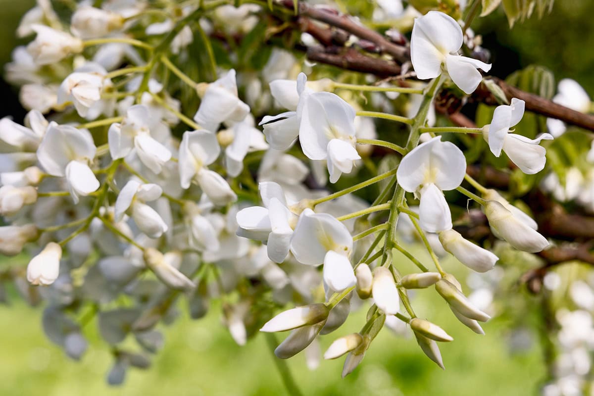 Witte vlinderbloemen aan kale takken