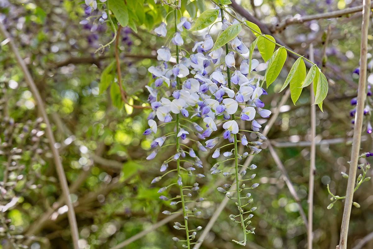 Blauwwitte Vlinderbloemen aan lange trossen aan plant