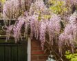 Lichtroze bloemtrossen aan plant met groene bladeren tegen muur