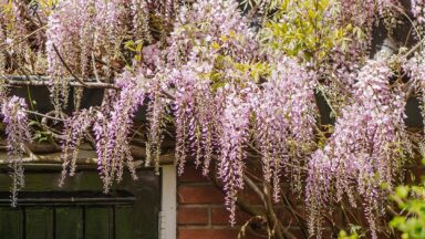 Lichtroze bloemtrossen aan plant met groene bladeren tegen muur