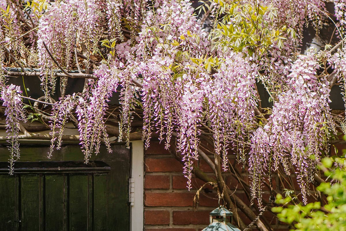 Lichtroze bloemtrossen aan plant met groene bladeren tegen muur