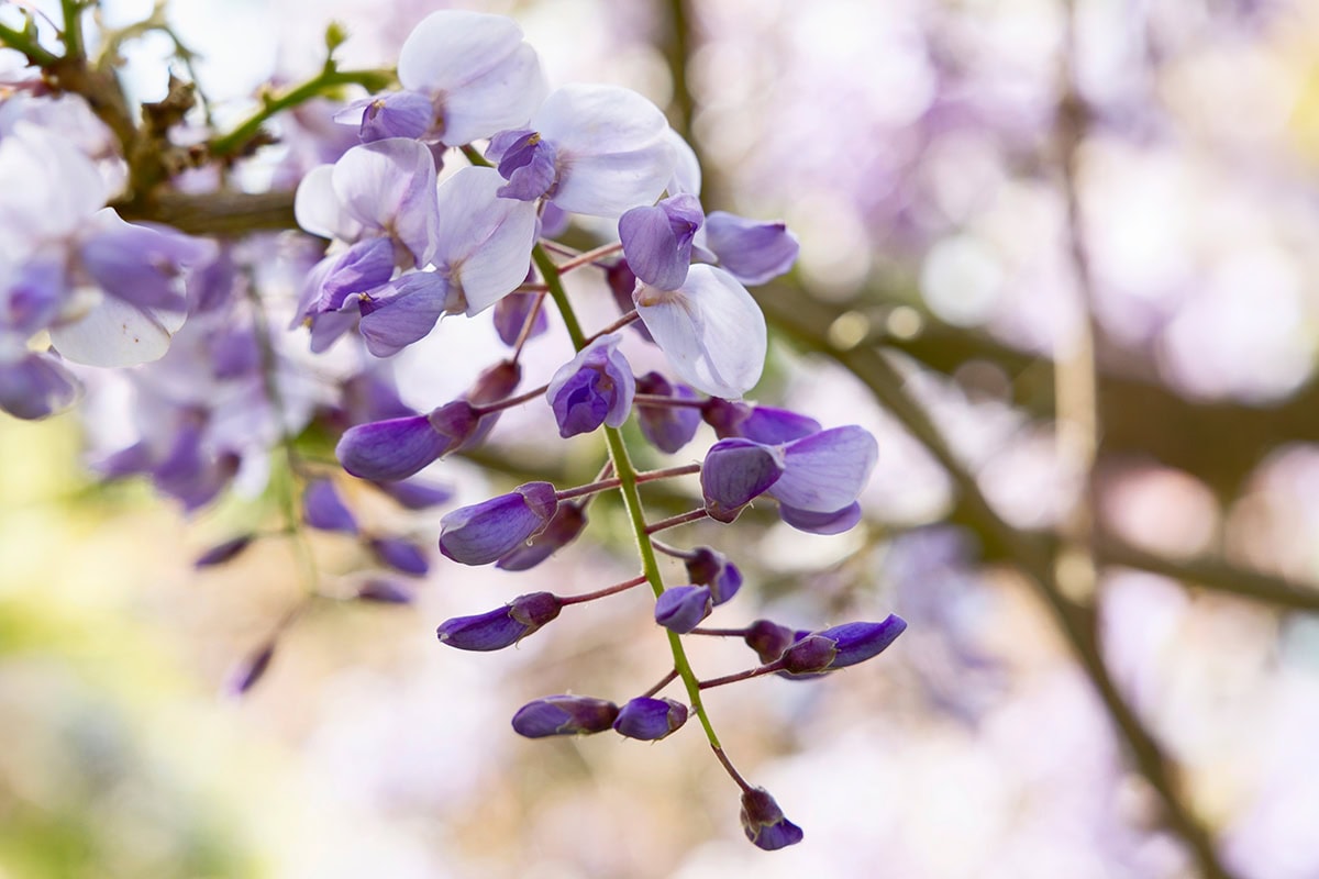 Paarswitte bloemen met donkerrood