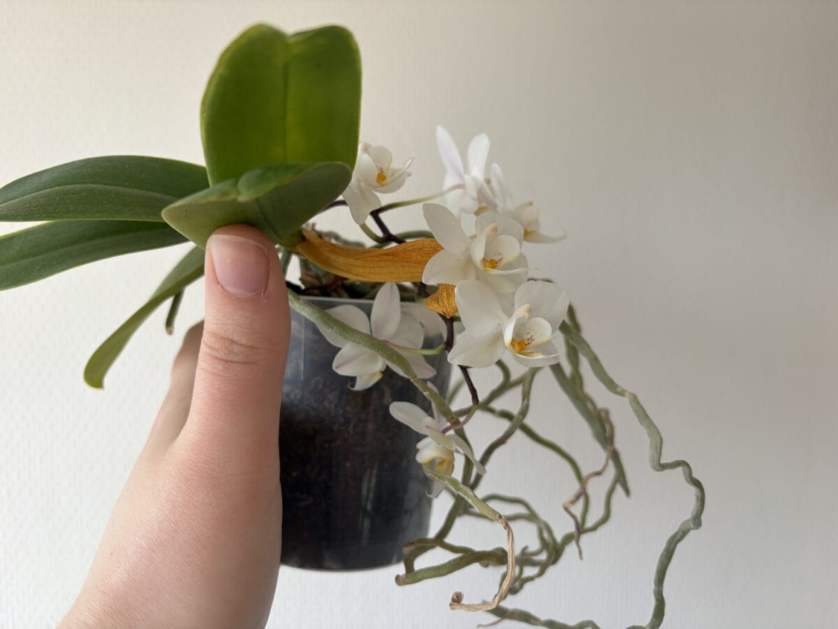 Hand houdt bloeiende vlinderorchidee vast en tilt groen blad omhoog om geel blad te laten zien.