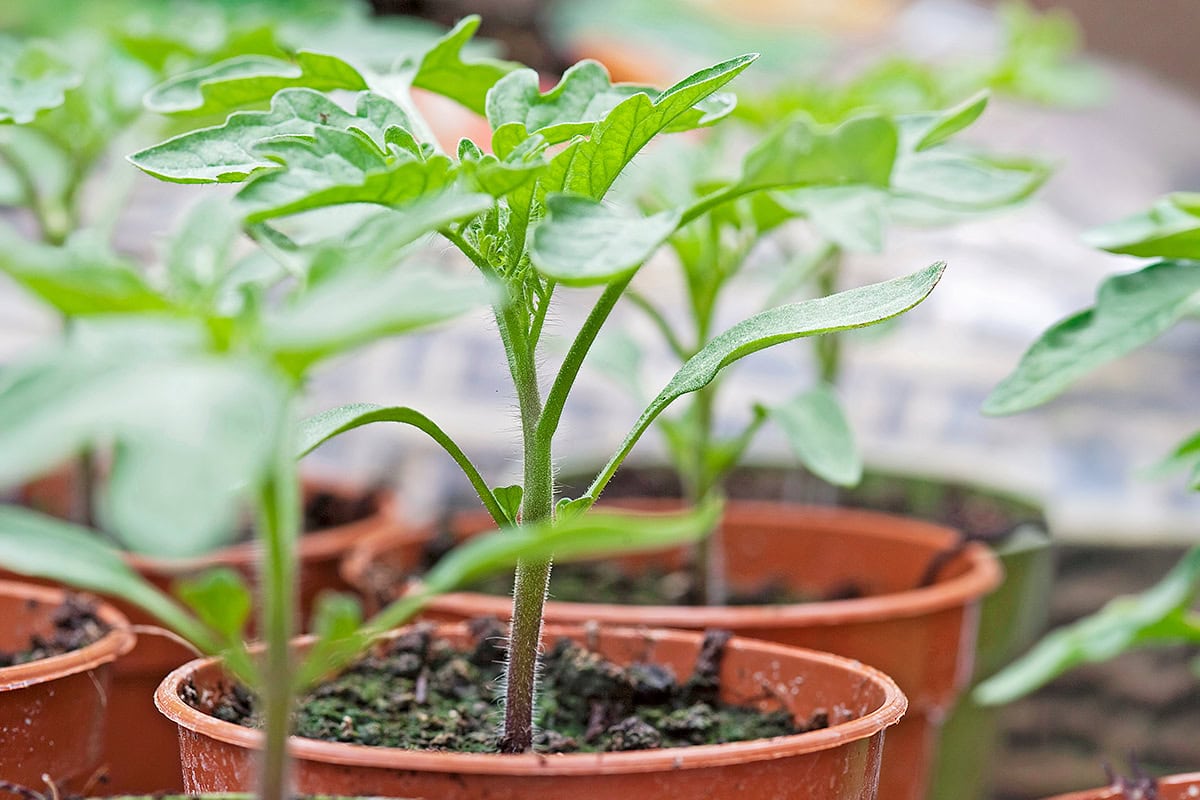 Groene kleine tomatenplanten in potten
