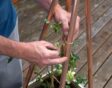 Twee handen binden een clematisplant aan een plantensteun van metalen pijpen.
