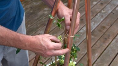 Twee handen binden een clematisplant aan een plantensteun van metalen pijpen.