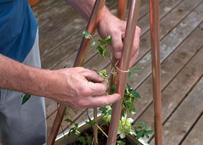 Twee handen binden een clematisplant aan een plantensteun van metalen pijpen.