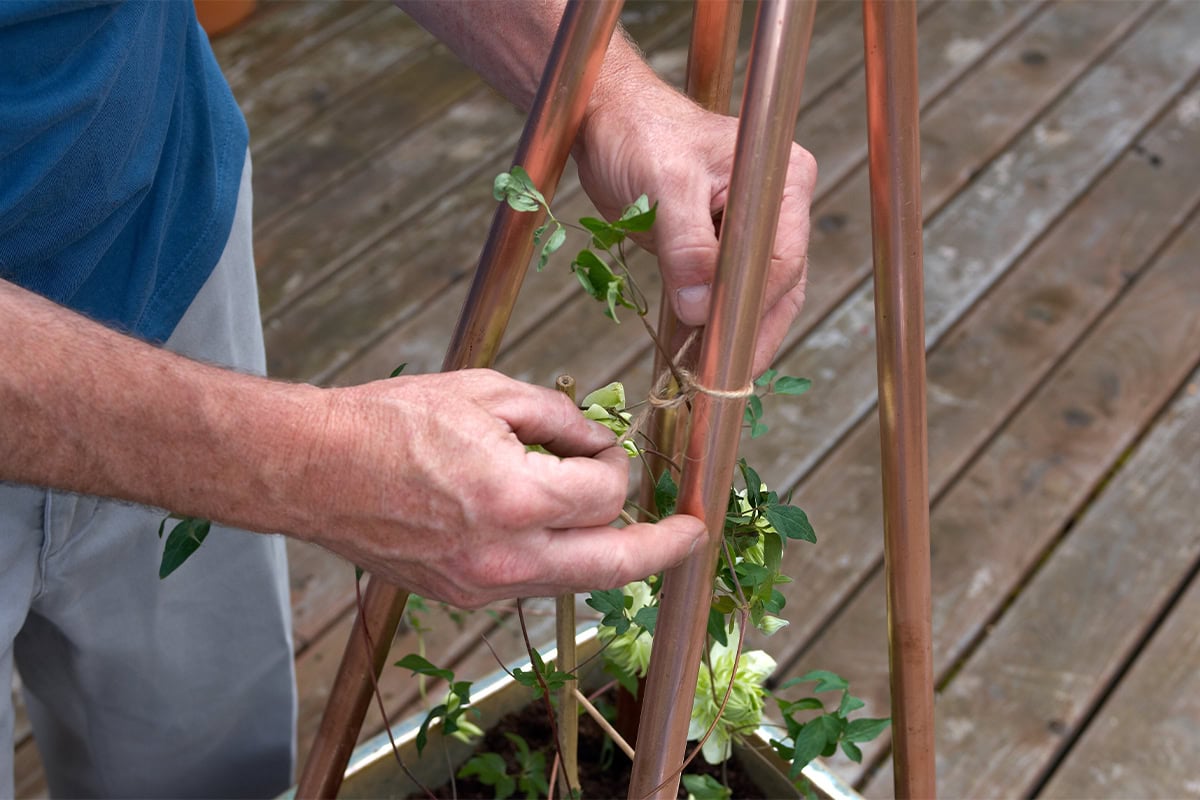 Twee handen binden een clematisplant aan een plantensteun van metalen pijpen.