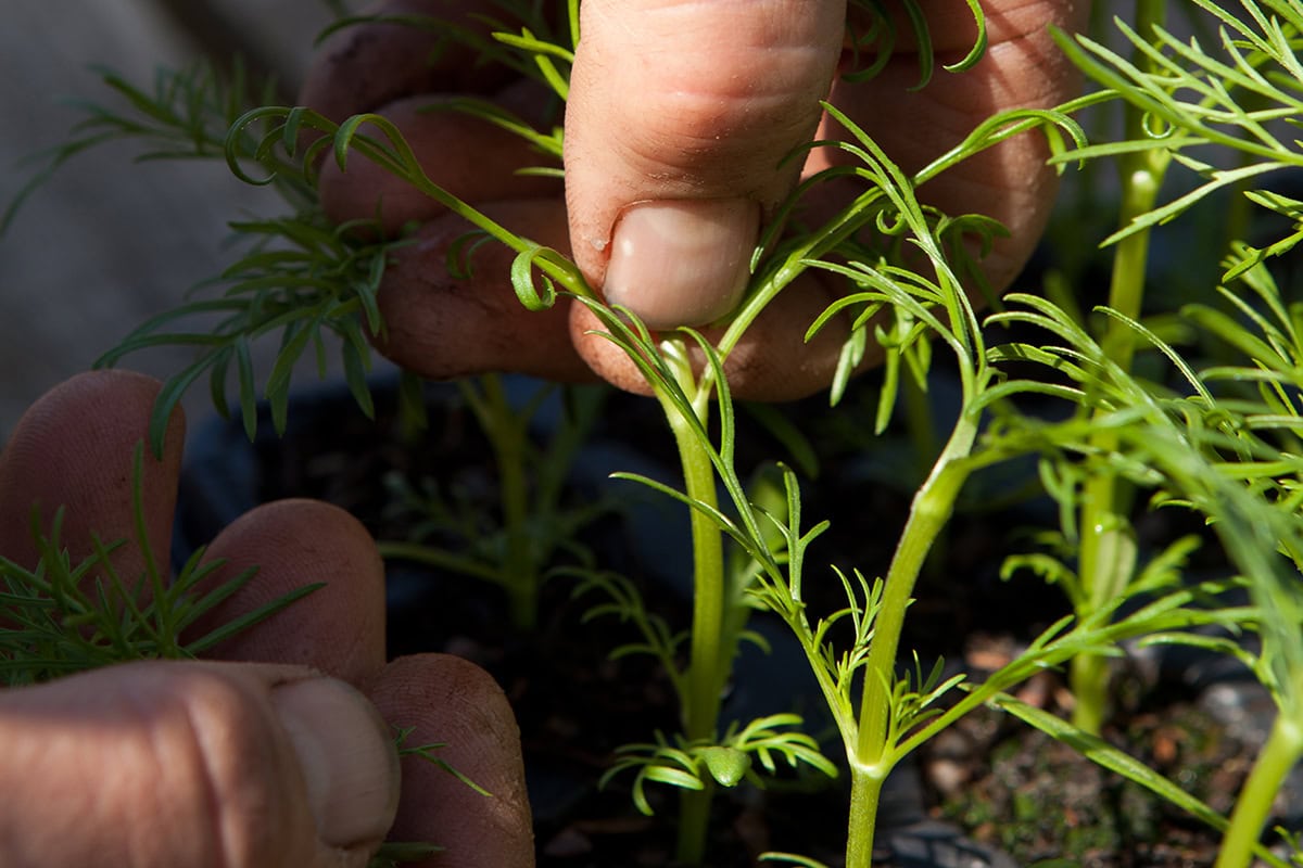 Iemand pakt de top van een cosmea-plantje en knijpt die eruit.