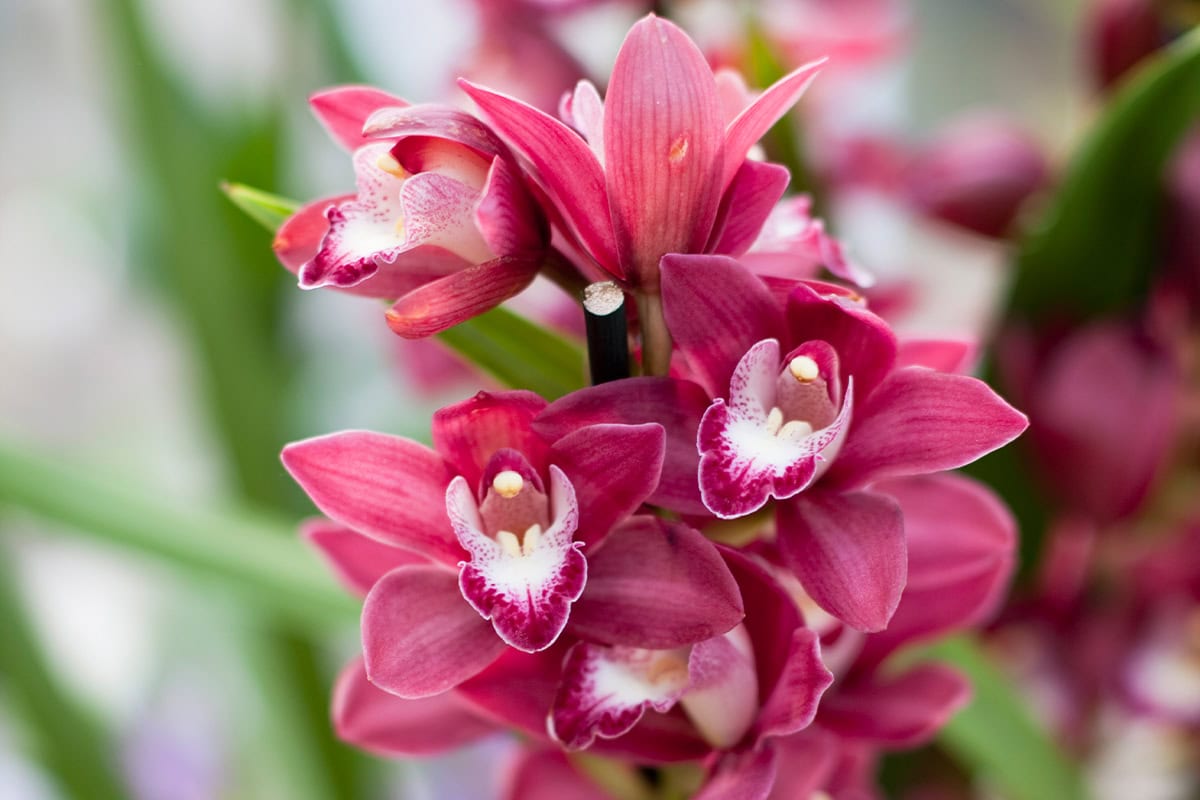 De roze bloemen van een Cymbidium orchidee.
