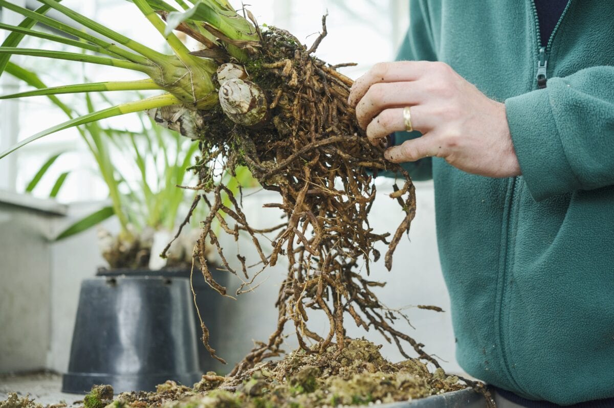 Twee handen verpotten een Cymbidium-orchidee met schijnbollen.
