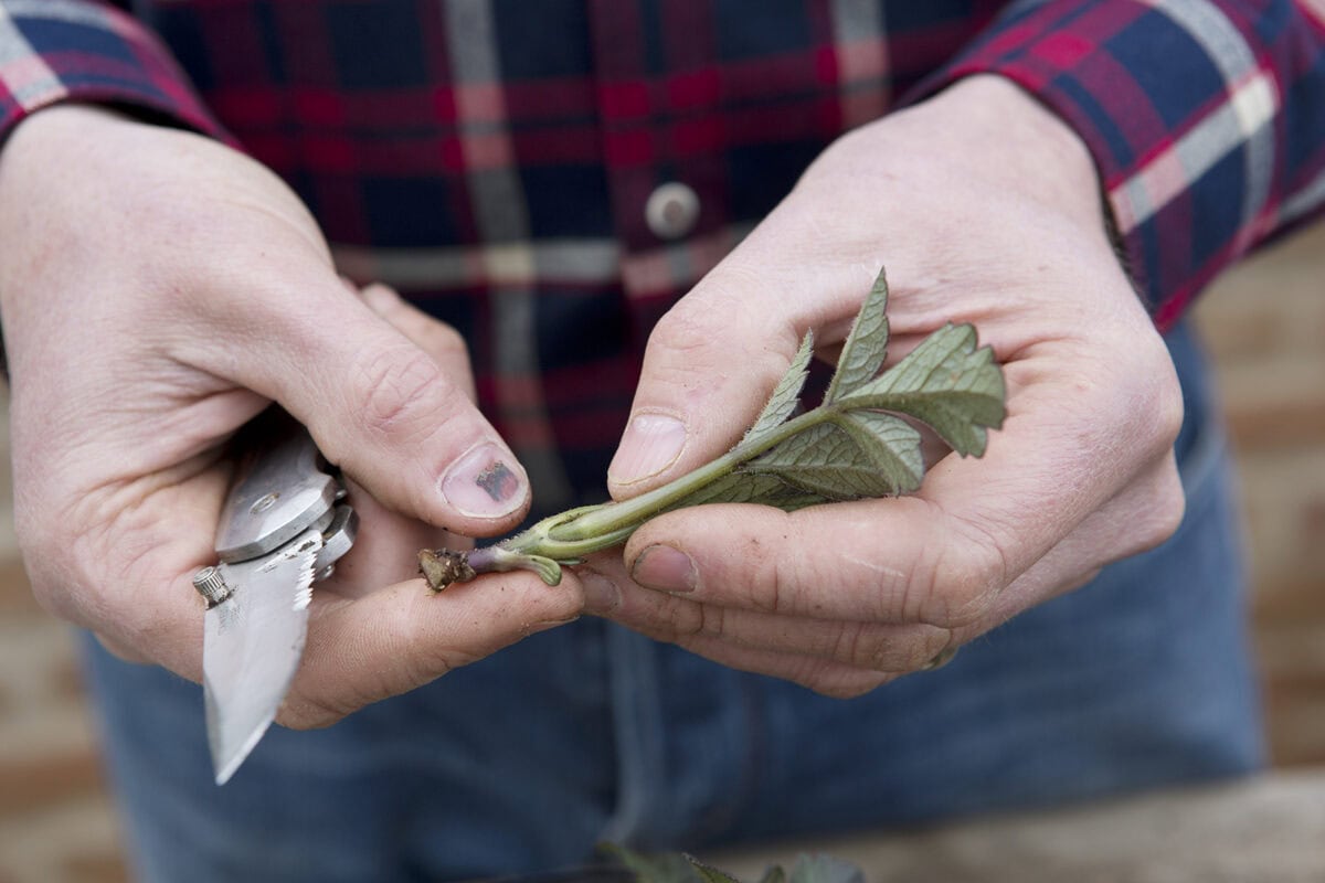 Iemand heeft een stek van de dahliaplant afgesneden.