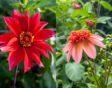 Links Dahlia 'Waltzing Mathilda' rechts Dahlia 'Totally Tangerine'.