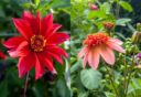 Links Dahlia 'Waltzing Mathilda' rechts Dahlia 'Totally Tangerine'.