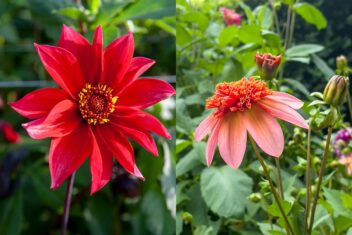 Links Dahlia 'Waltzing Mathilda' rechts Dahlia 'Totally Tangerine'.