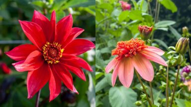 Links Dahlia 'Waltzing Mathilda' rechts Dahlia 'Totally Tangerine'.