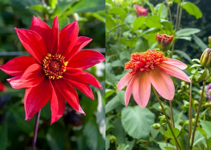 Links Dahlia 'Waltzing Mathilda' rechts Dahlia 'Totally Tangerine'.