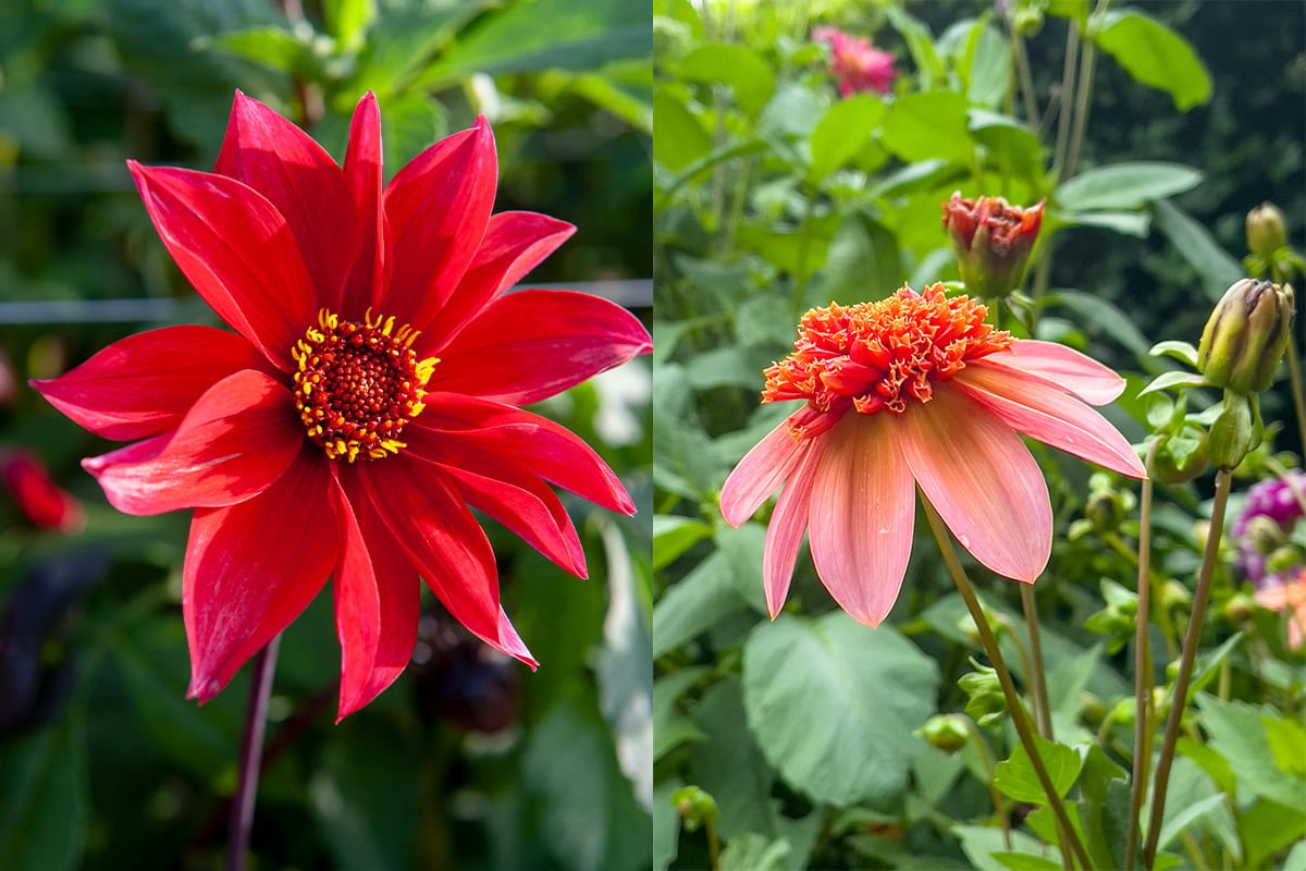 Links Dahlia 'Waltzing Mathilda' rechts Dahlia 'Totally Tangerine'.