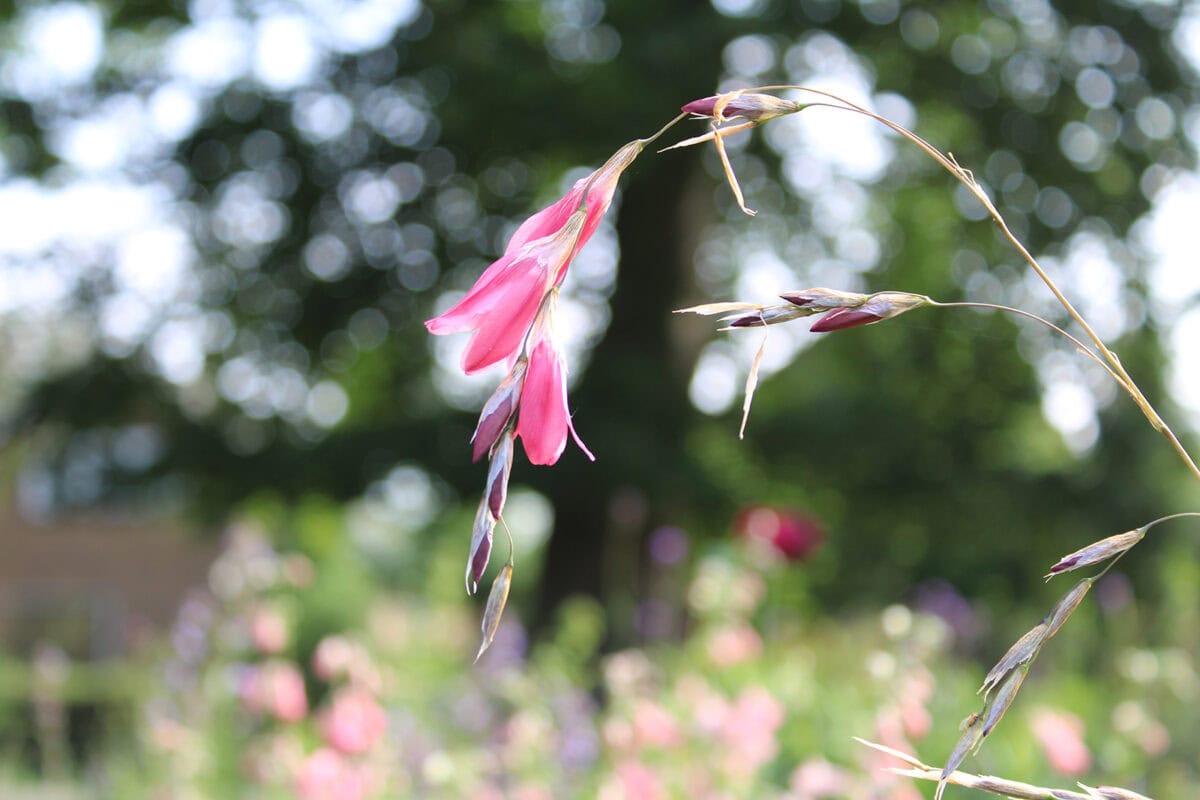 Roze bloempluim van de plant Dierama.