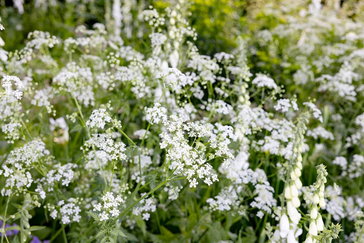 ranke groene plant met fijne witte bloemschermen