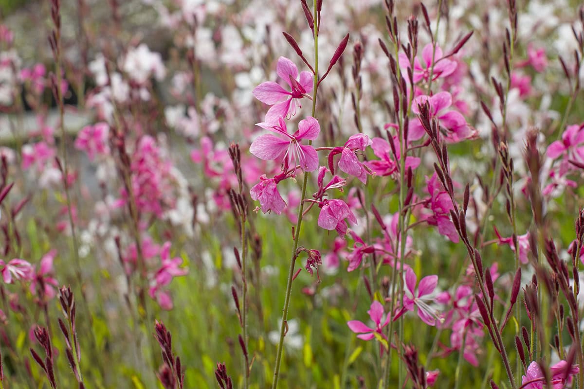 Roze bloemen van Gaura lindheimeri ’Gambit rose’