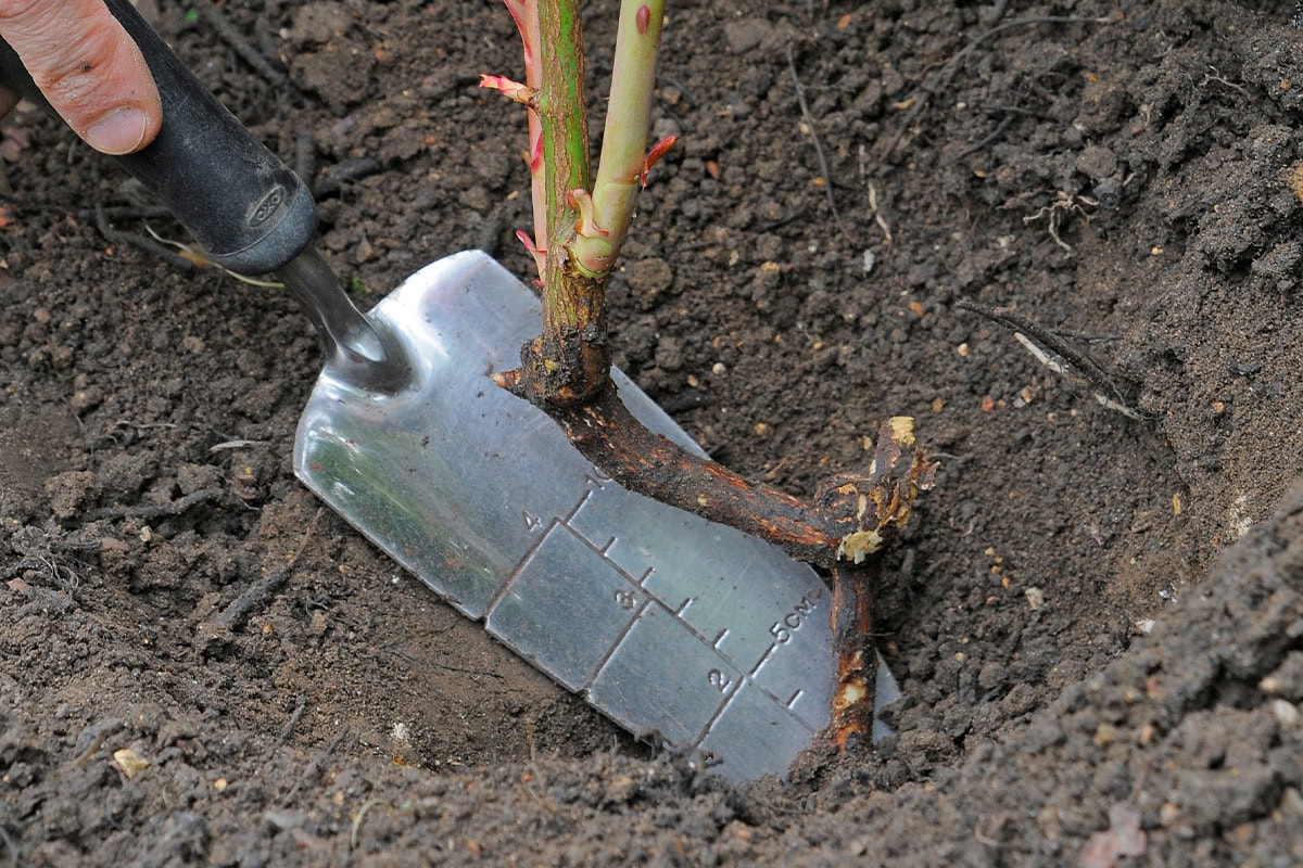 Schepje heeft grond weggegraven bij een geënte roos.