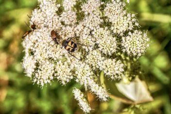 insecten op witte schermbloem