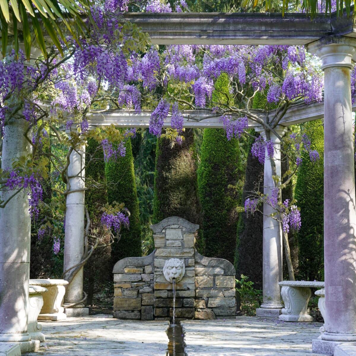 Blauwe regen en een waterfontein in Kasteeltuinen Arcen.