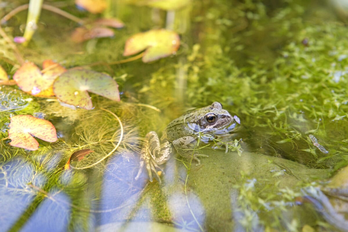 Kikker in vijver.