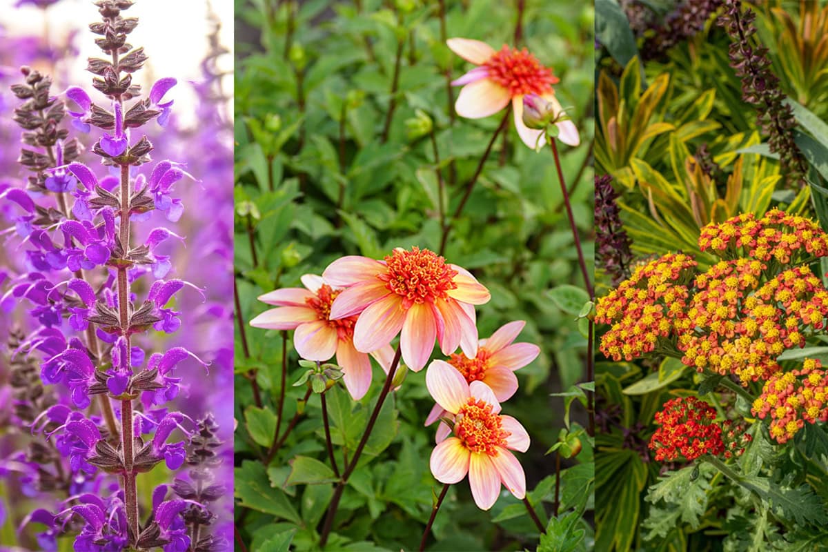 Drieluik van paarse salvia, dahlia 'Totally Tangerine' en rode duizendblad.