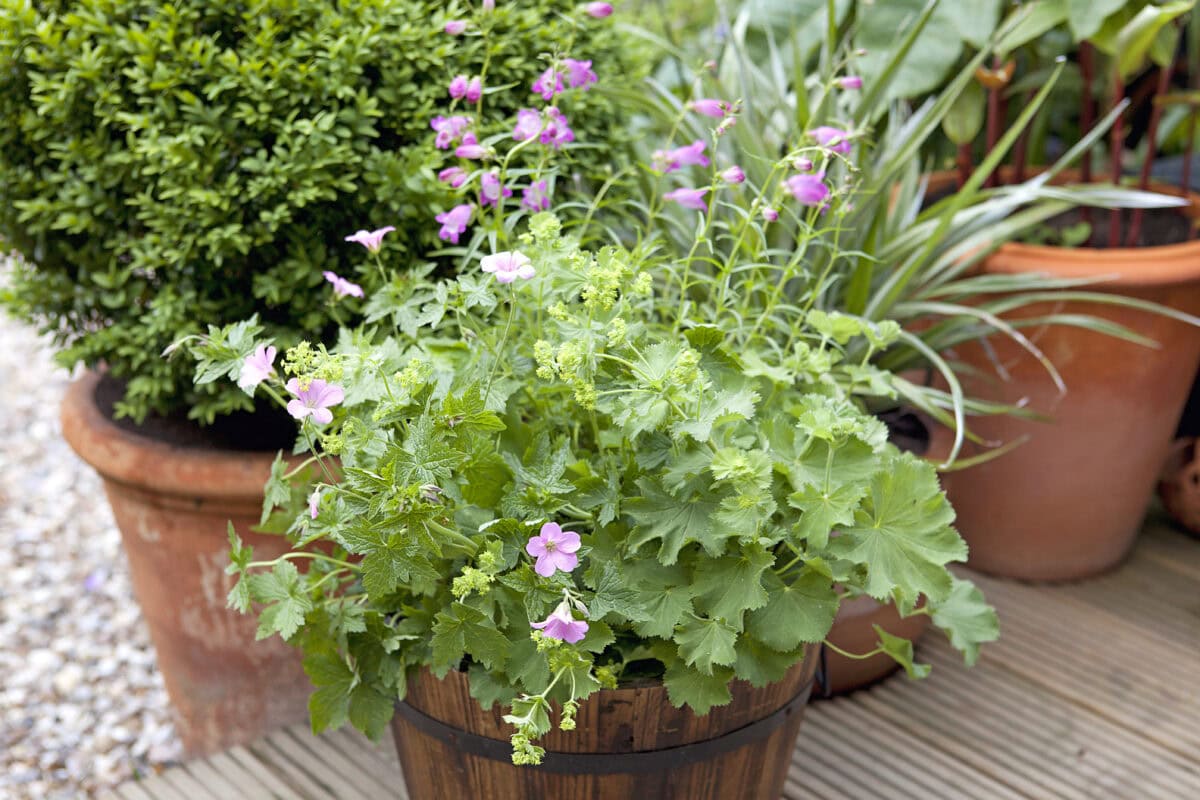 Vrouwenmantel in een pot, samen met penstemon en geranium.