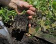 Iemand plant lathyrus uit in de grond naast een obelisk.