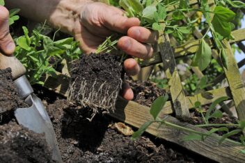Iemand plant lathyrus uit in de grond naast een obelisk.