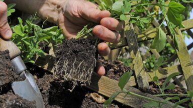 Iemand plant lathyrus uit in de grond naast een obelisk.