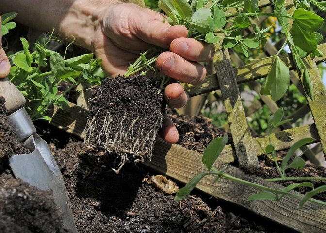 Iemand plant lathyrus uit in de grond naast een obelisk.