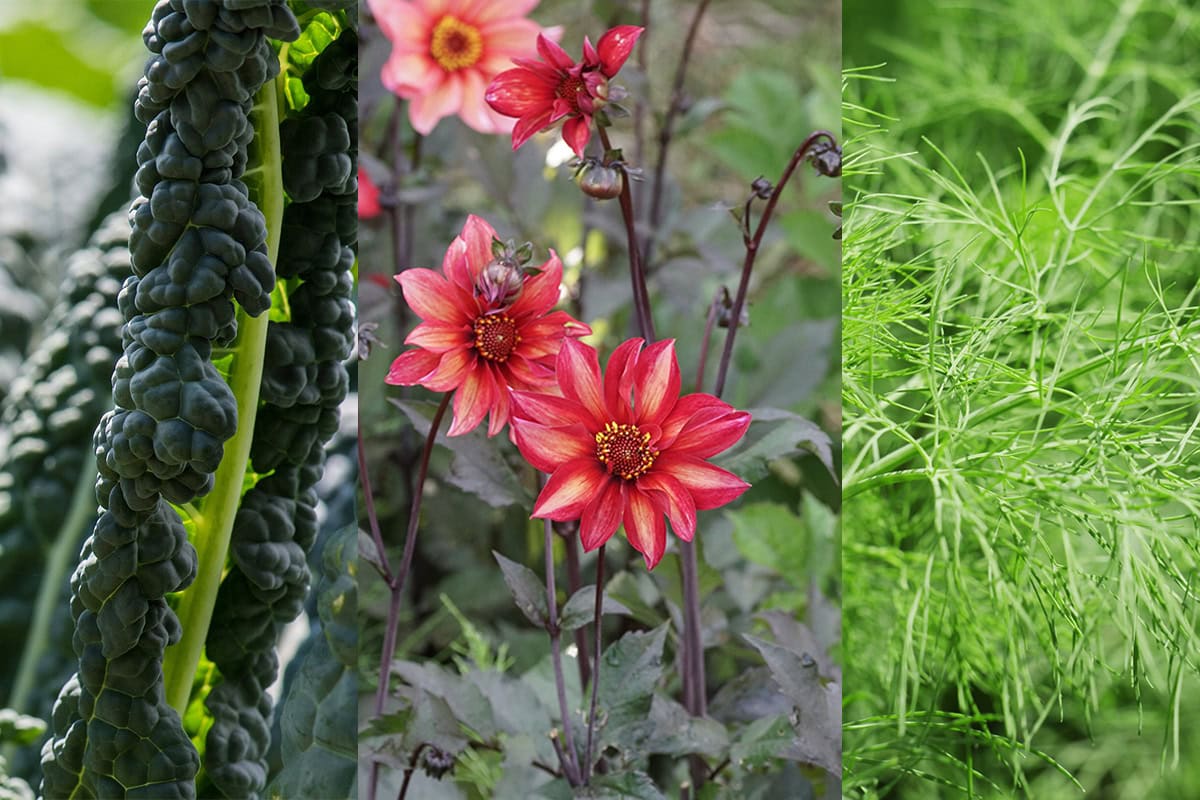 Drieluik van palmkool, dahlia 'Waltzing Mathilda' en venkel.