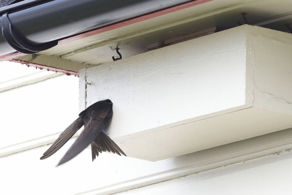 vogel half in nestkastopening aan muur