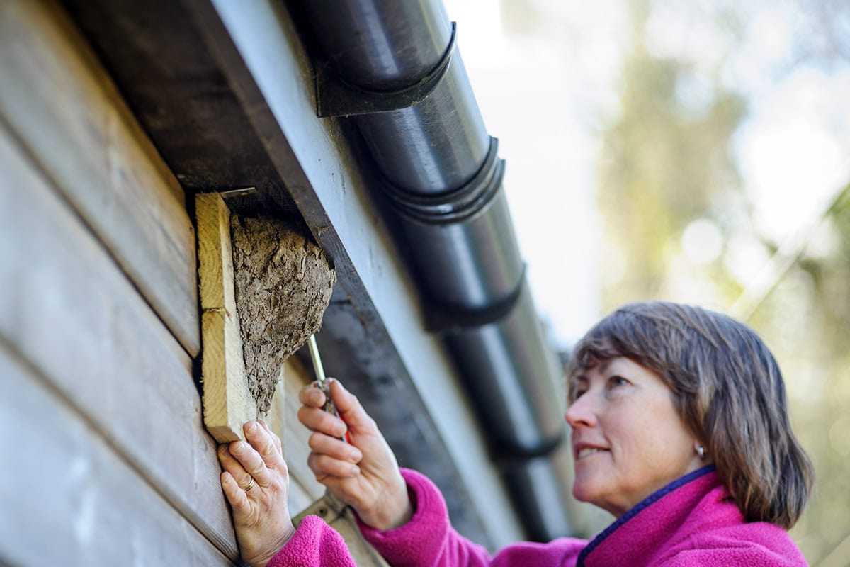 vrouw hangt huiszwaluw nest op onder dakgoot