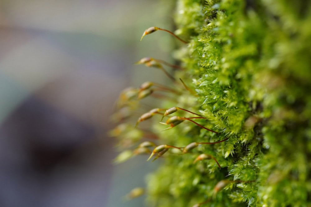 Mos met steeltjes met sporenkapsels