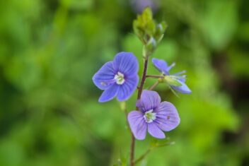 Afbeelding voor Tuinexpert van Gardeners’ World: deze 3 strategieën tegen onkruid werken écht