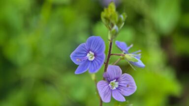 thumbnail voor Tuinexpert van Gardeners’ World: deze 3 strategieën tegen onkruid werken écht