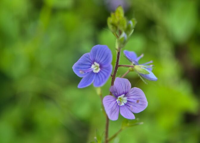 Cover voor Met deze 3 strategieën ben jij onkruid de baas