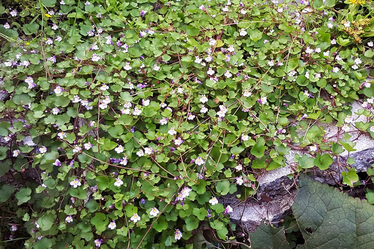 plantjes met ronde bladeren en paarsroze bloemen