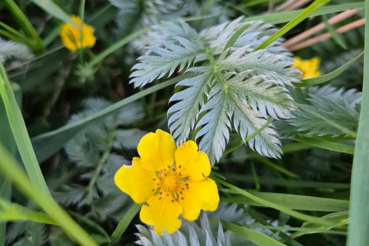 zilverachtige bladeren met gele bloem